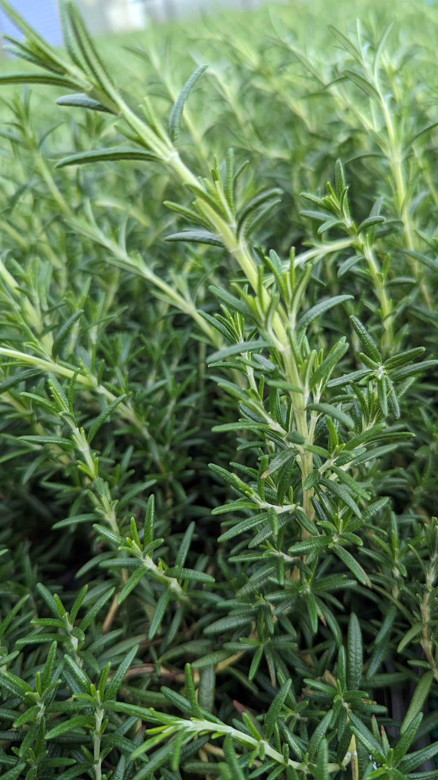 Prostrate Rosemary