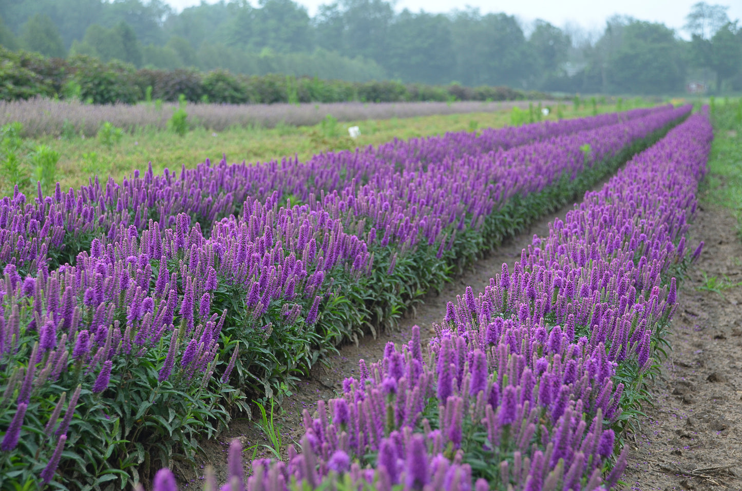 Row of purple flowers in a field with greenery in the background