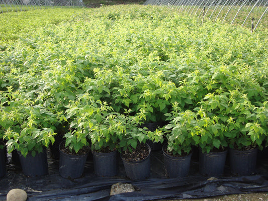 Rows of potted black raspberry plants with green foliage.