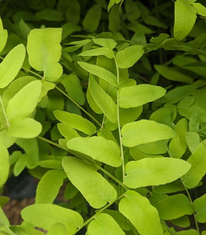 Royal Fern foliage close up