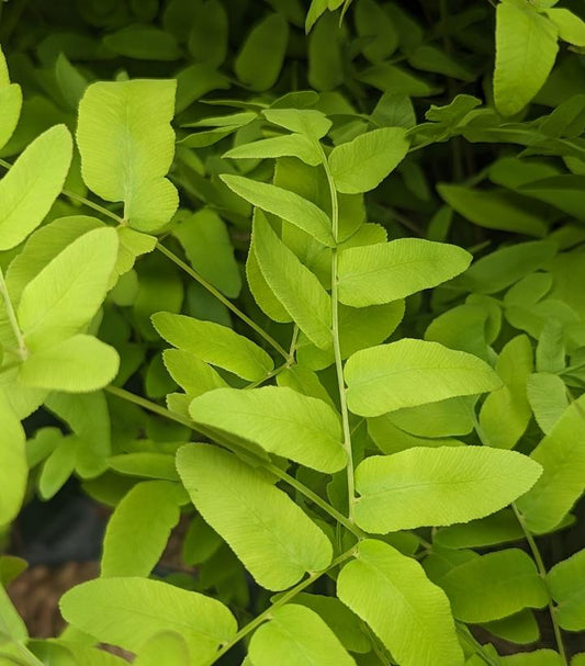 Royal Fern foliage close up