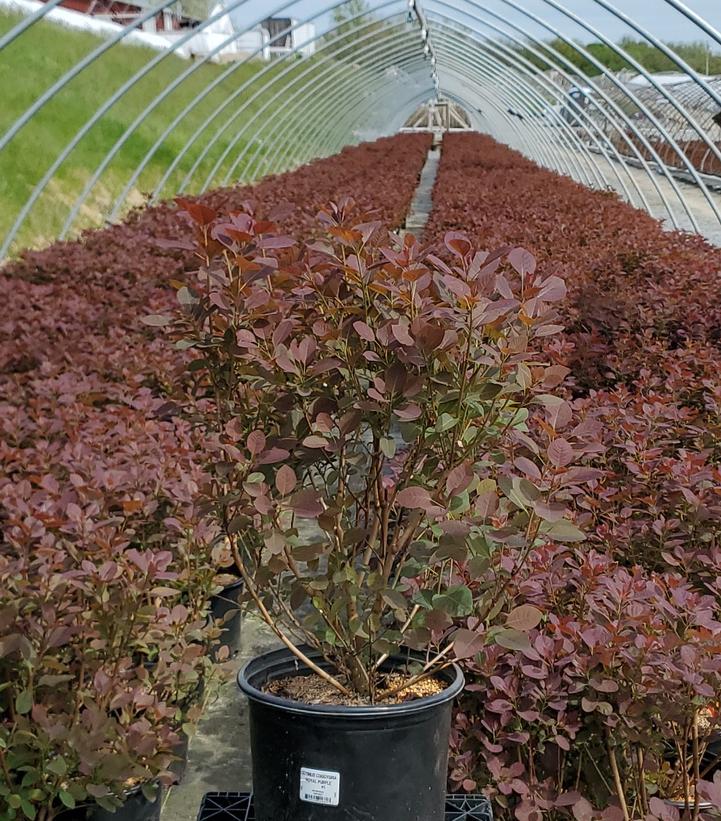 Royal Purple Smokebush with deep red foliage color in nursery