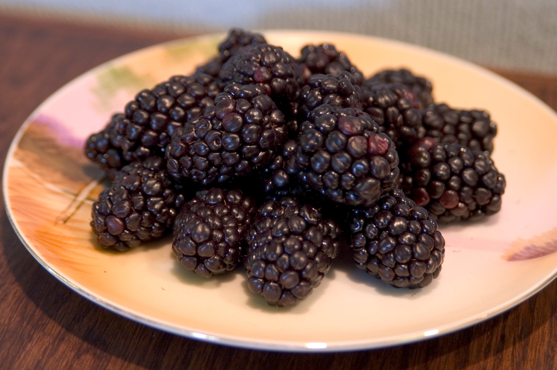 Rubus occidentalis 'Bristol'