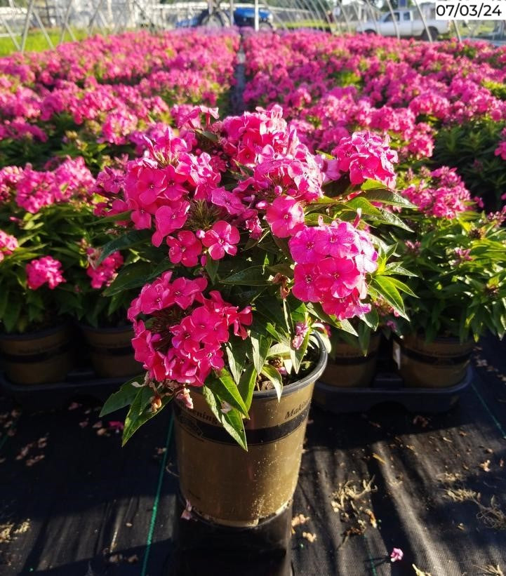 Volcano® Ruby Garden Phlox