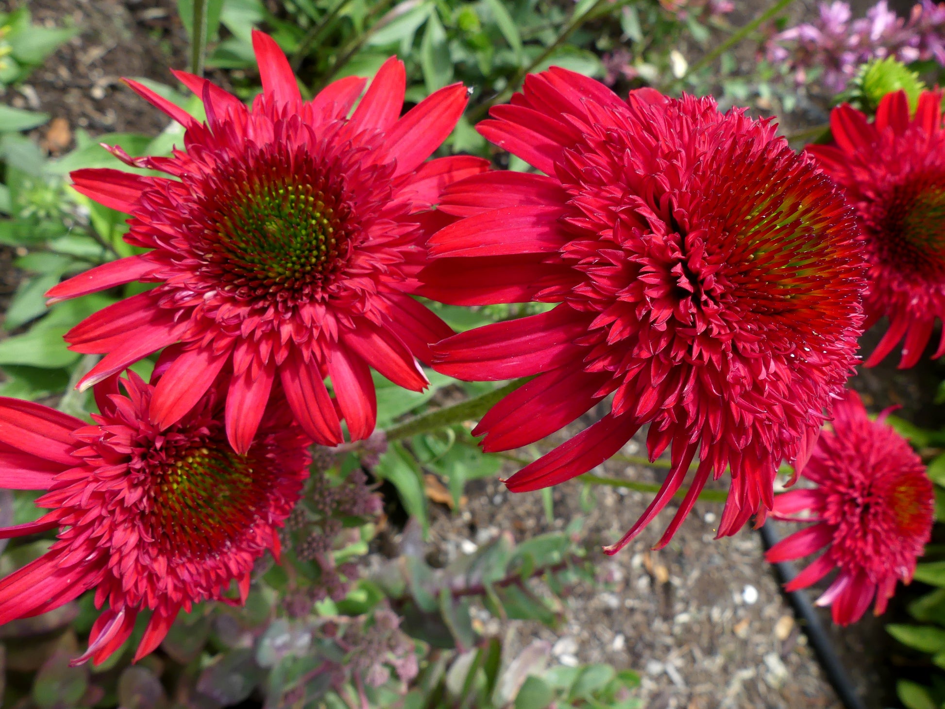 Ruby Coneflower flower close up