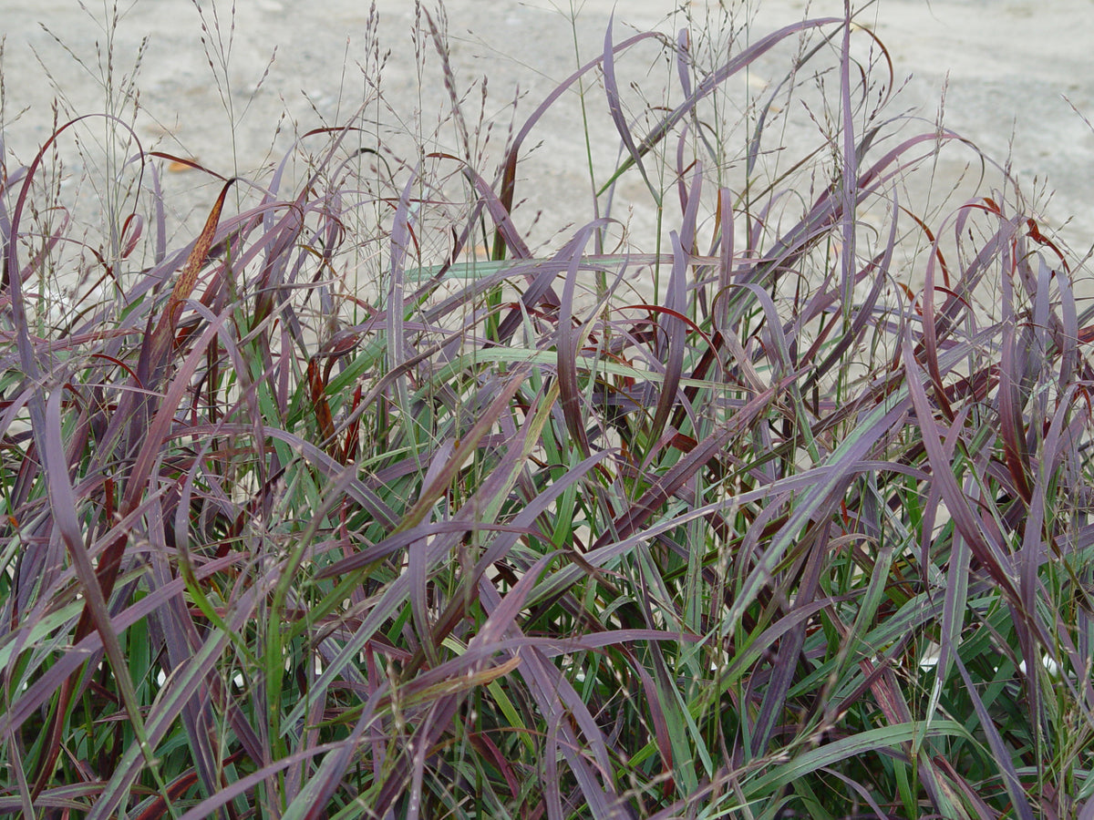 Ruby Ribons Ruby Ribbons™ Switch Grass – Green Promise Farms