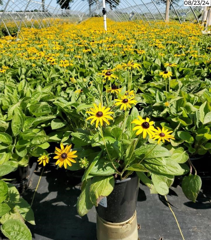 Rudbeckia fulgida deamii