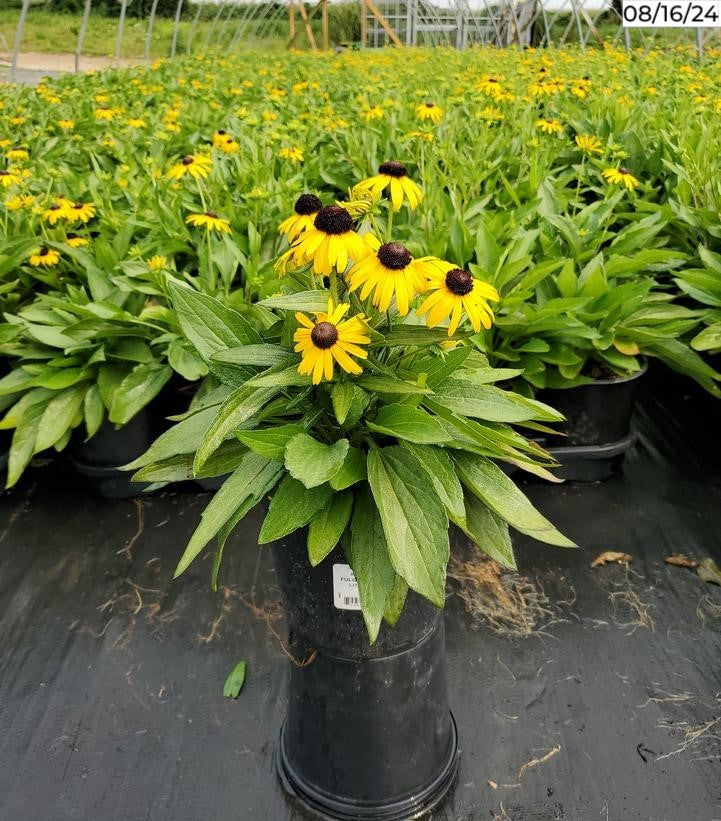 Rudbeckia s. Viettes Little Suzy