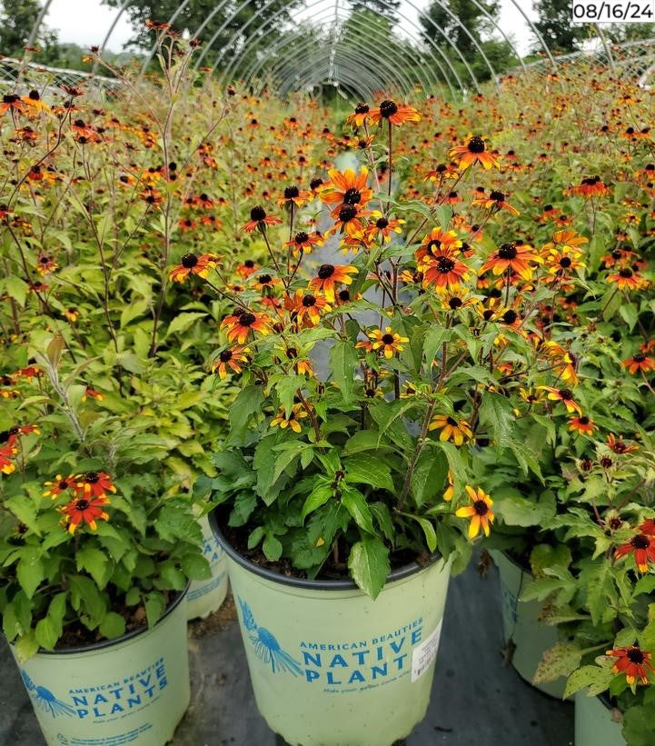 Rudbeckia triloba Prairie Glow