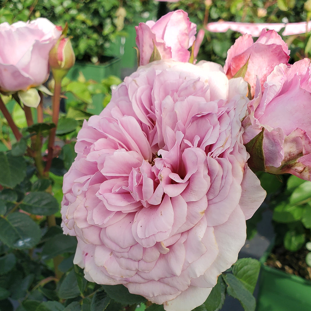 Ruffled pink rose bloom on Eustacia Vye plant