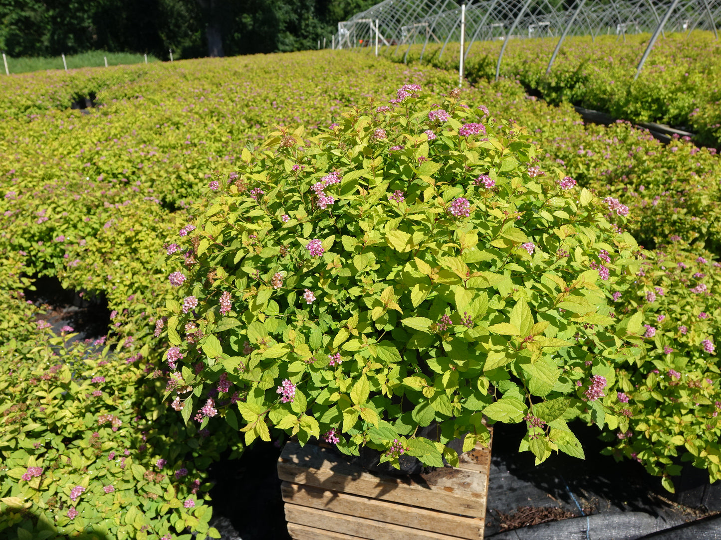 Goldmound Spirea