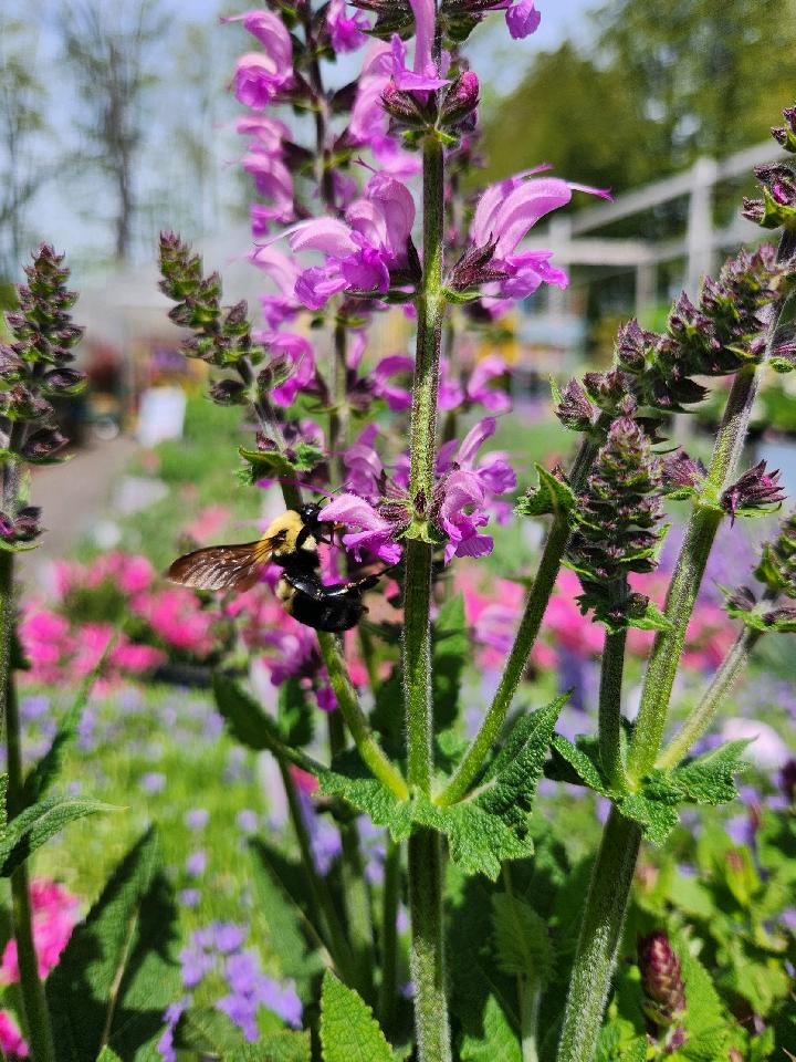 Rose Marvel Meadow Sage