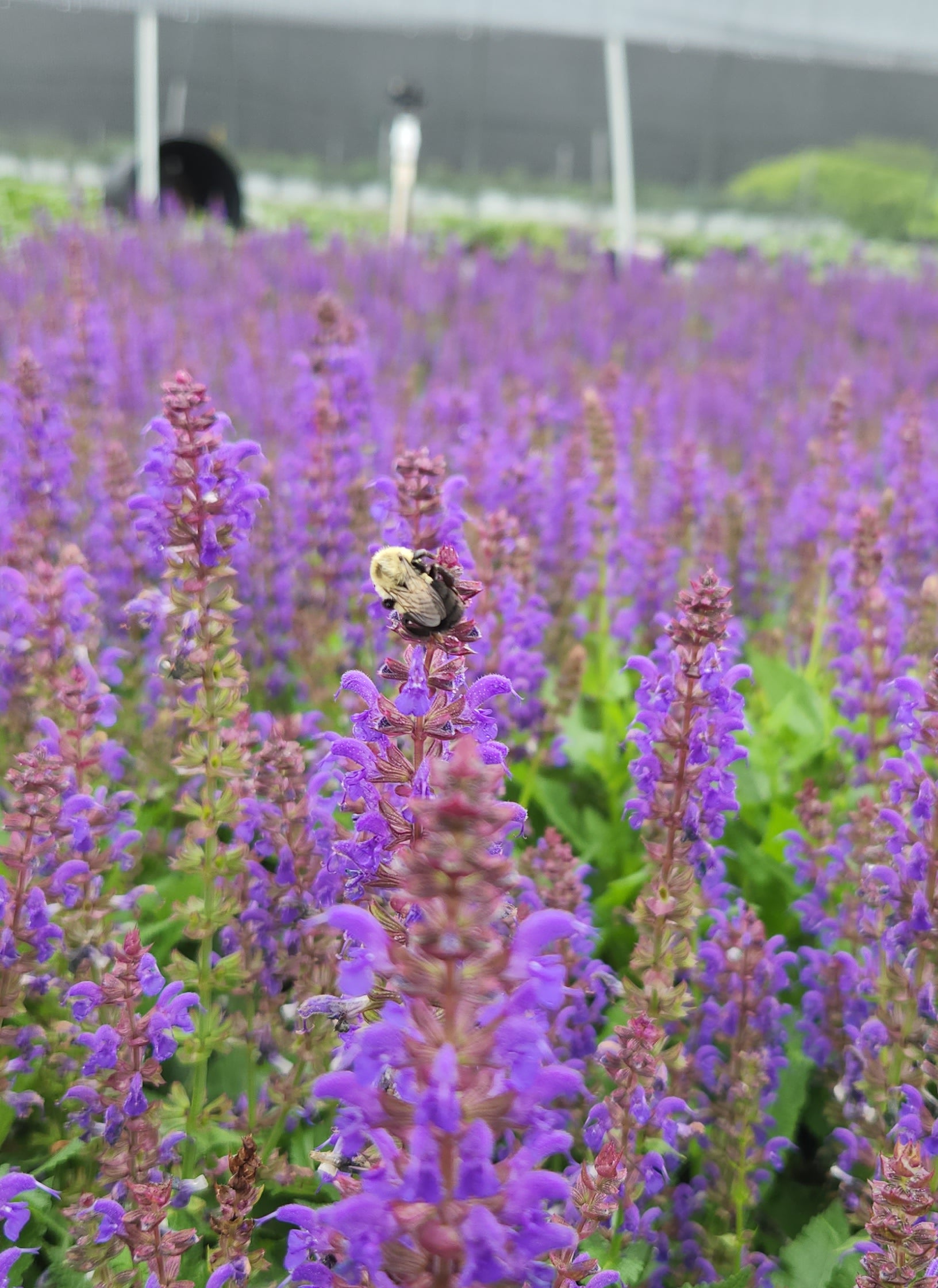 Salvia nemerosa Sallyrosa™ April Night