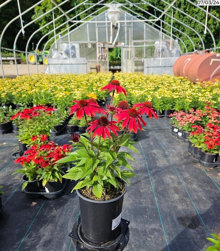 Sangrita Sombrero® Coneflower flowering in nursery