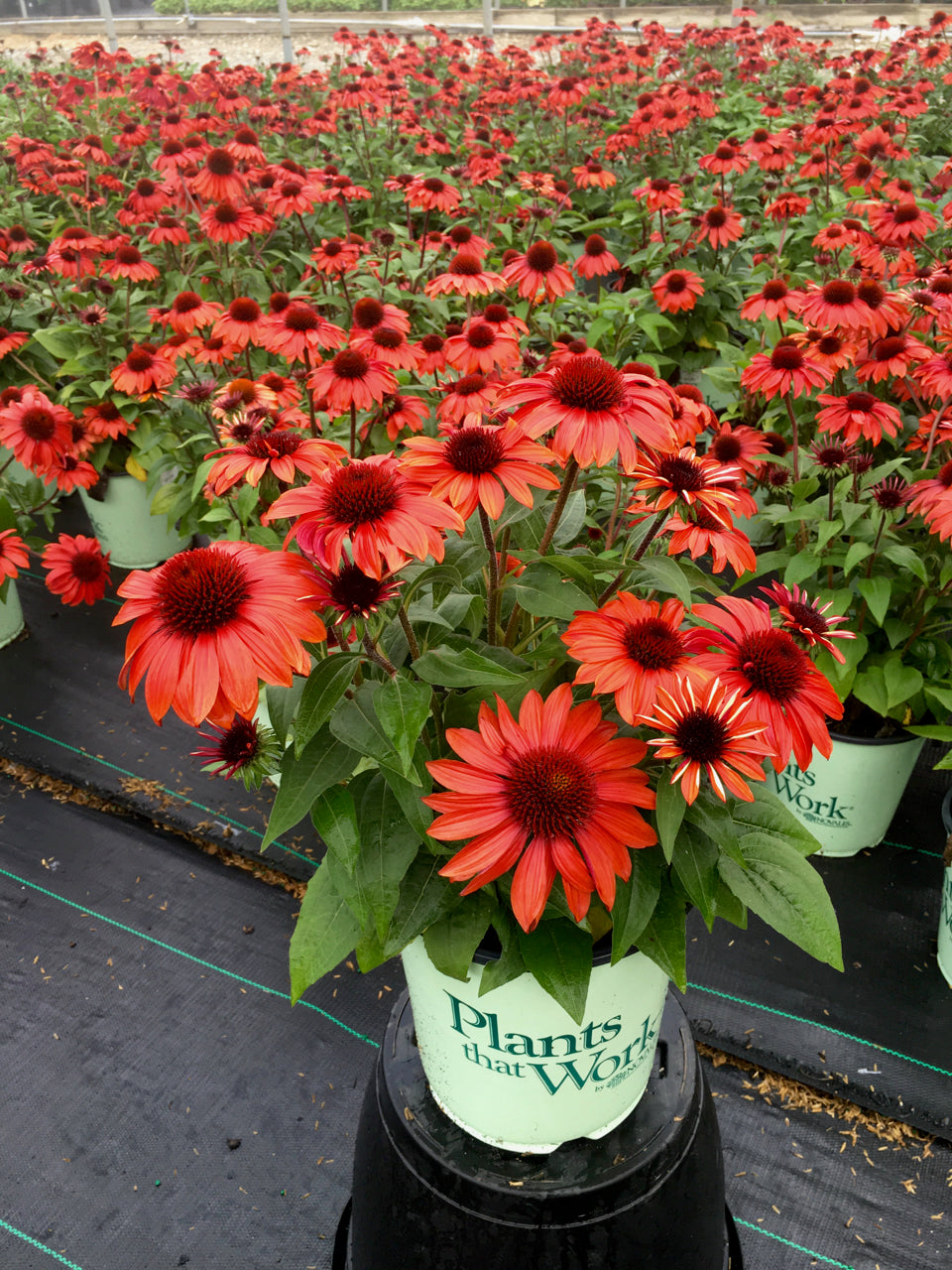 Sangrita Sombrero® Coneflower full of blooms