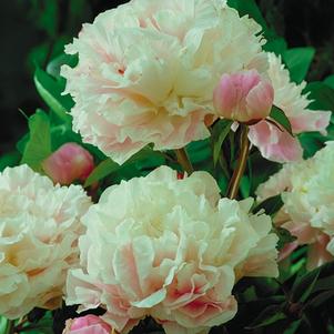 Sarah Bernhardy Peony bloom