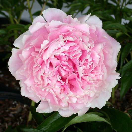 Sarah Bernhardy Peony flower close up
