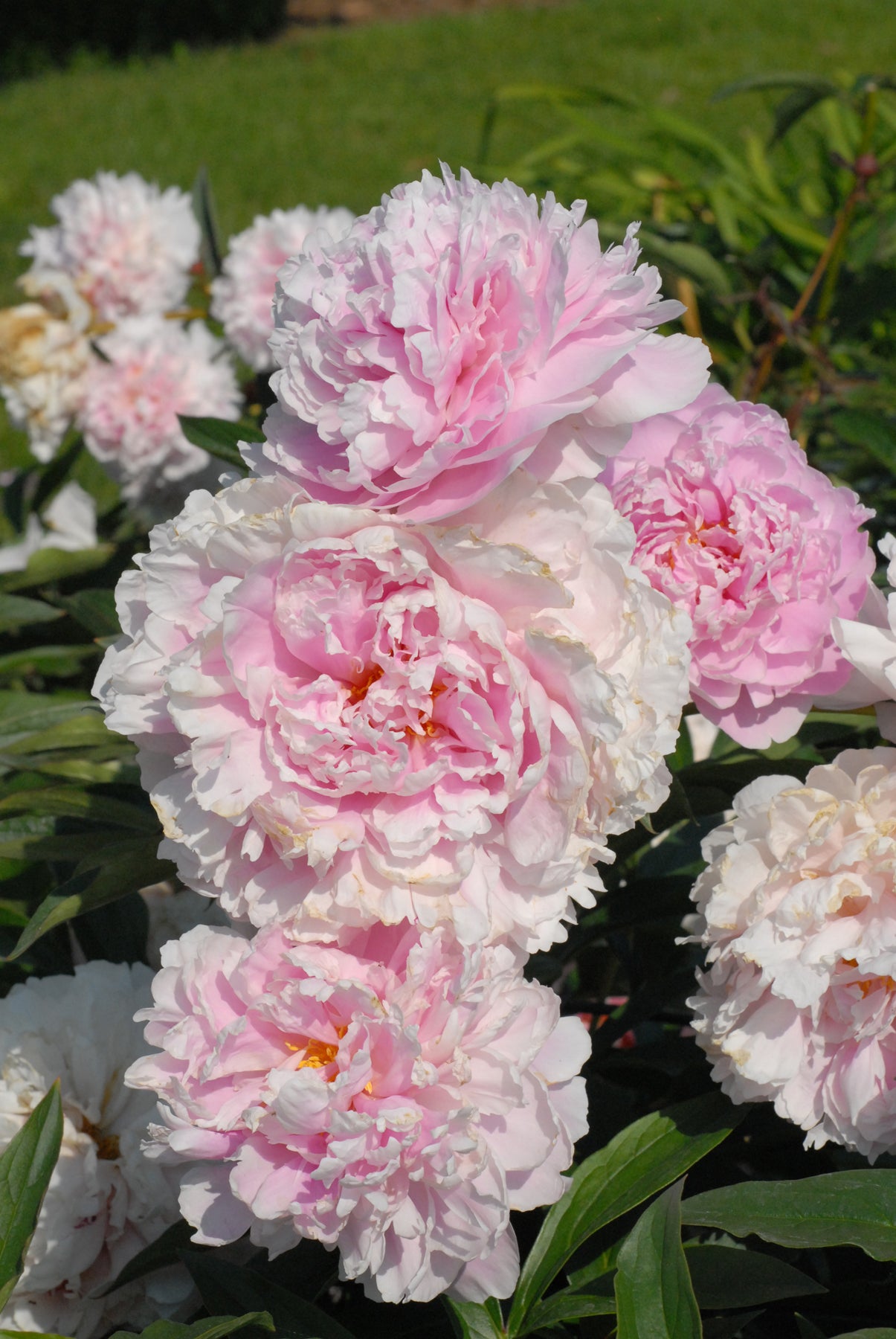 Sarah Bernhardy Peony pink and white shade flower