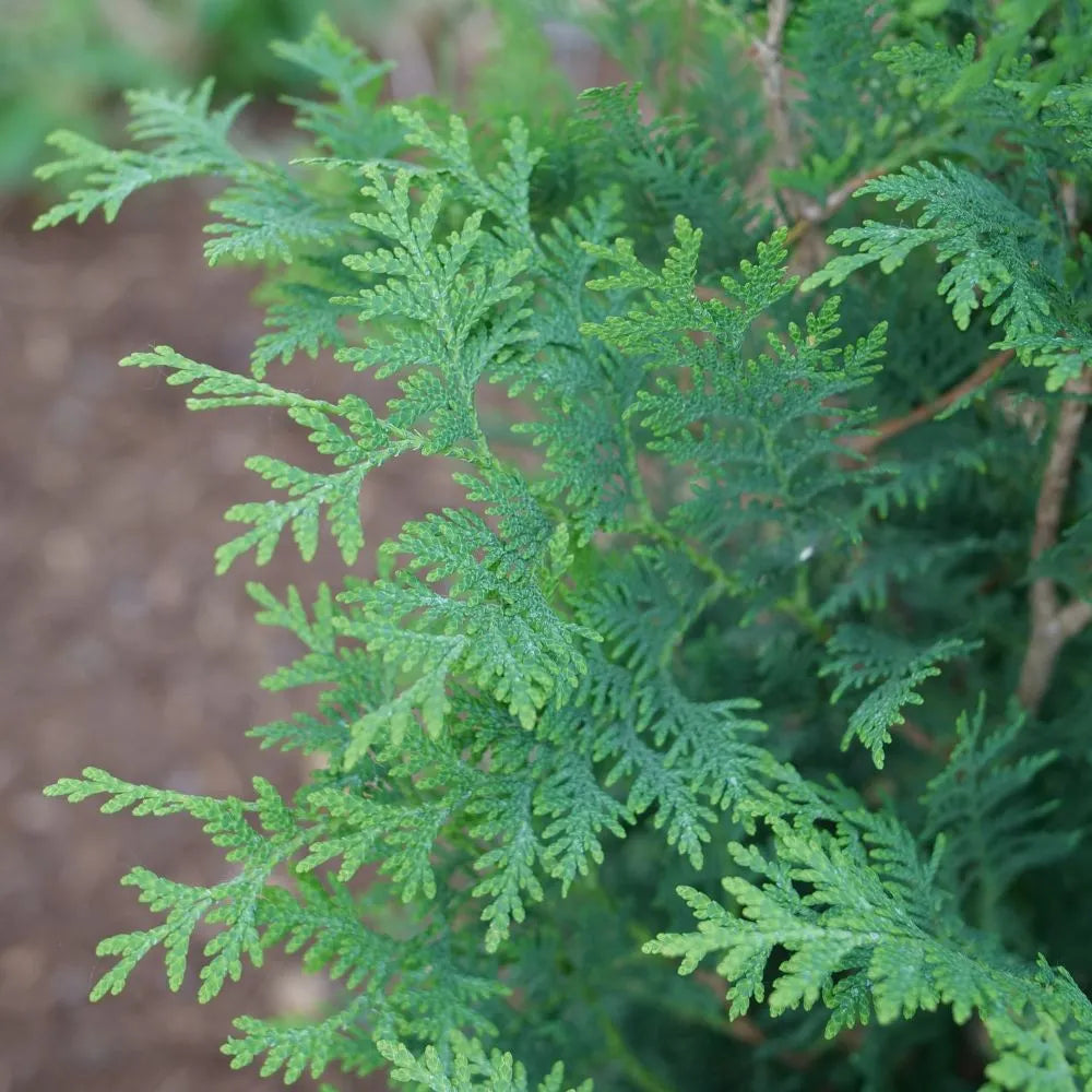 Sasquatch Dark Green™ Arborvitae