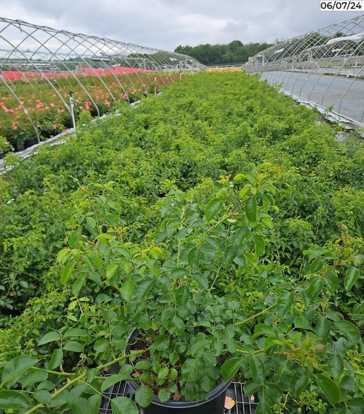 Scarlet Flower Carpet Rose in nursery