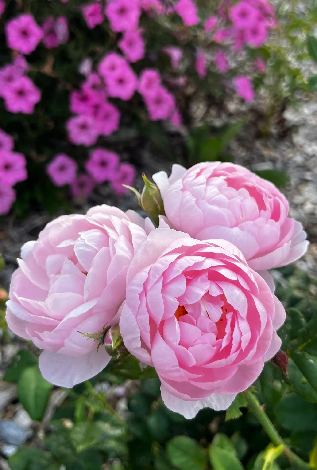 Scepter’d Isle rose on upright leafy shrub