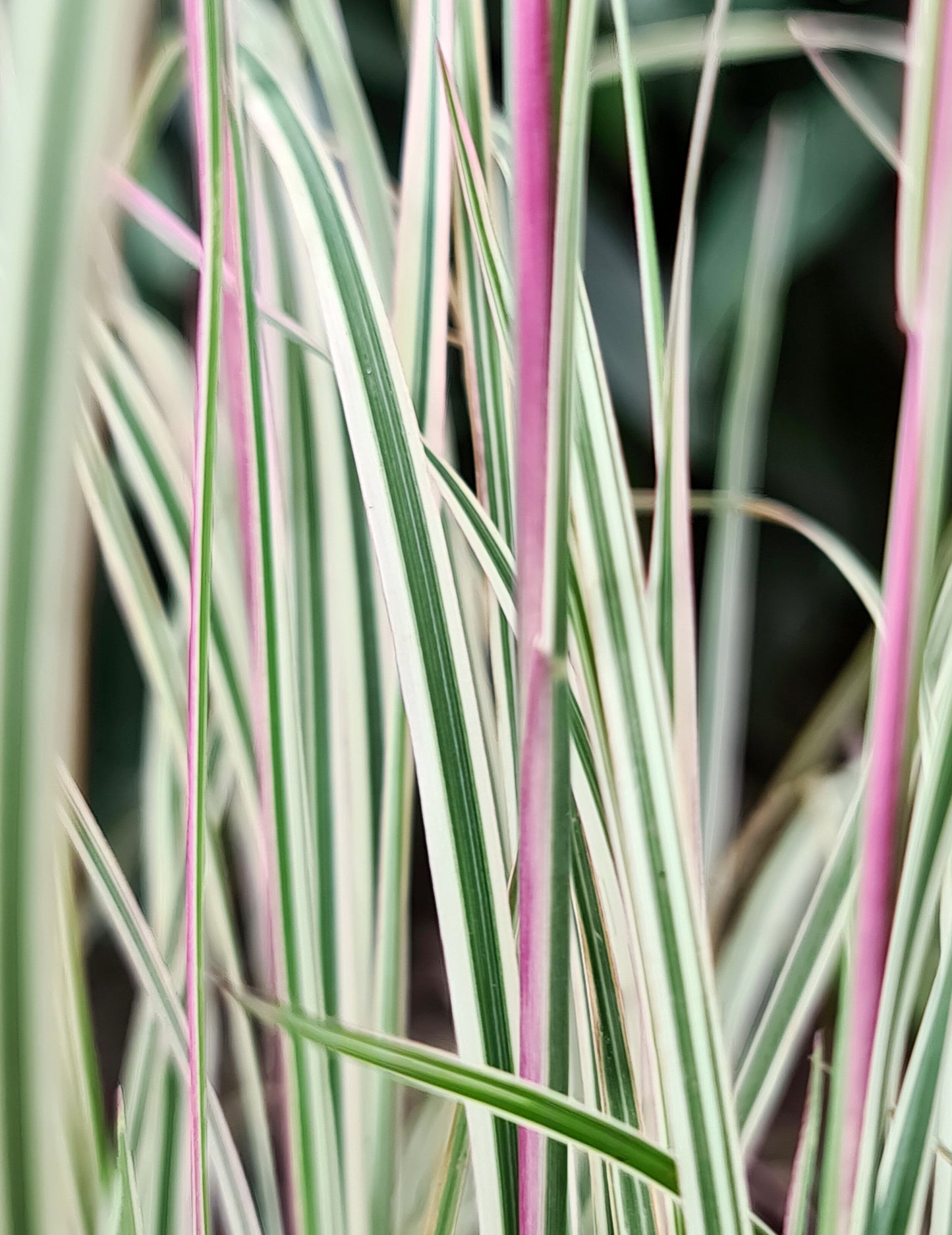 Chameleon Little Bluestem