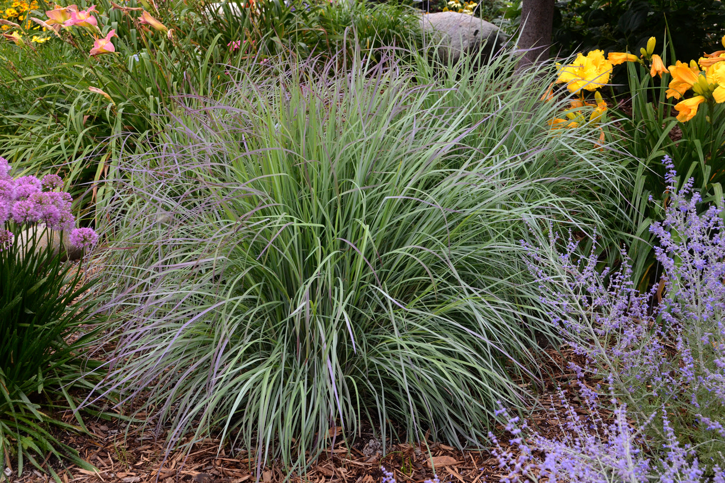 Schizachyrium scop. Twilight Zone