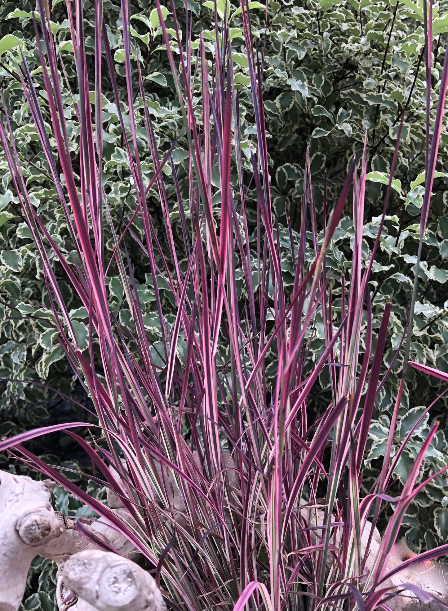 Schizachyrium scoparium 'Chameleon'