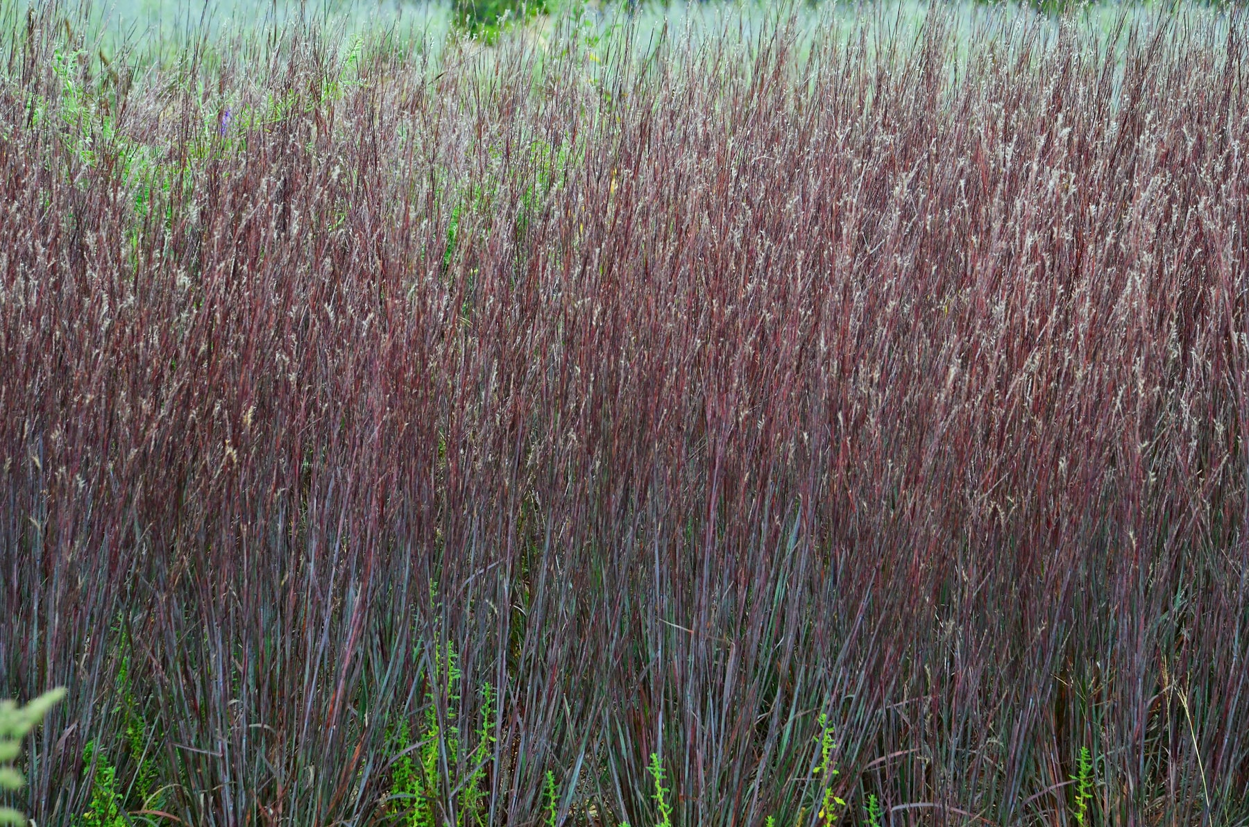 Schizachyrium scoparium Prairie Winds® 'Blue Paradise'