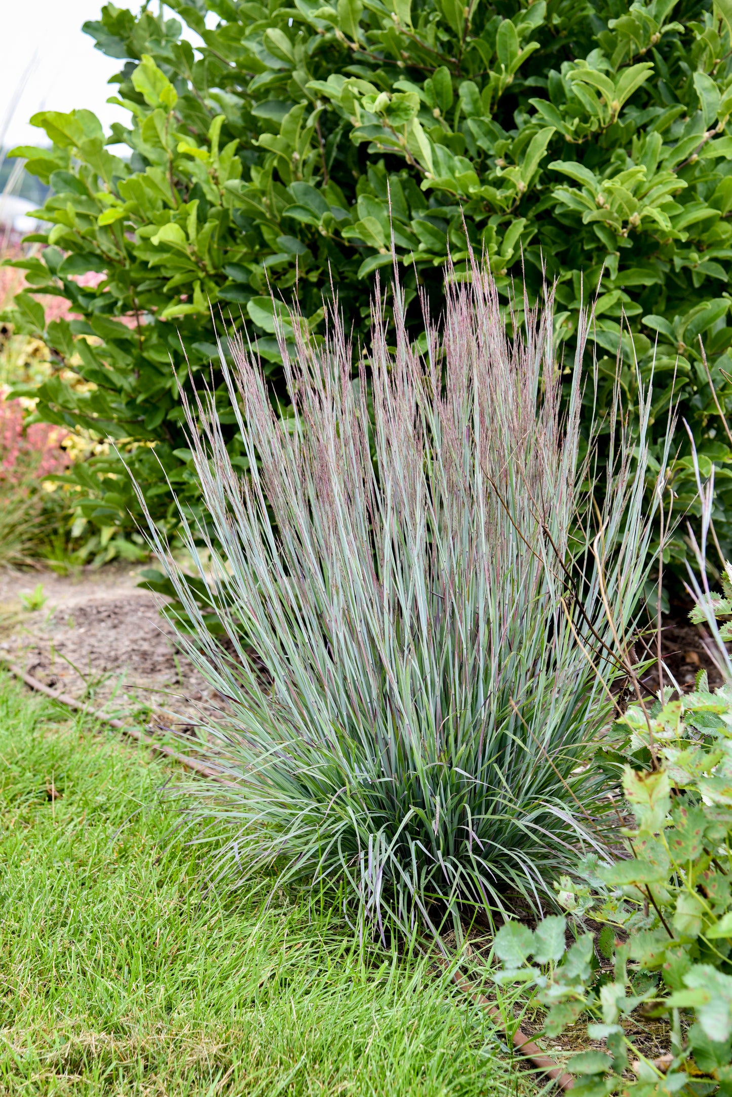 Schizachyrium scoparium Prairie Winds® 'Brush Strokes'