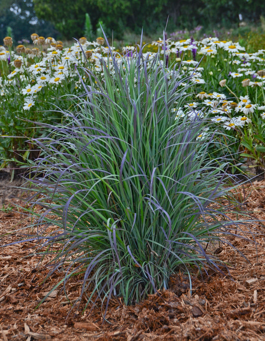 Twilight Zone Little Bluestem