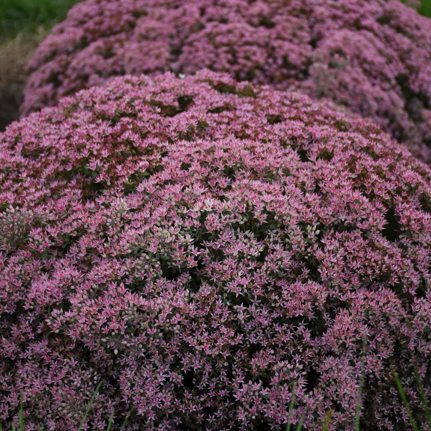 Rock 'N Round® Pride and Joy Stonecrop