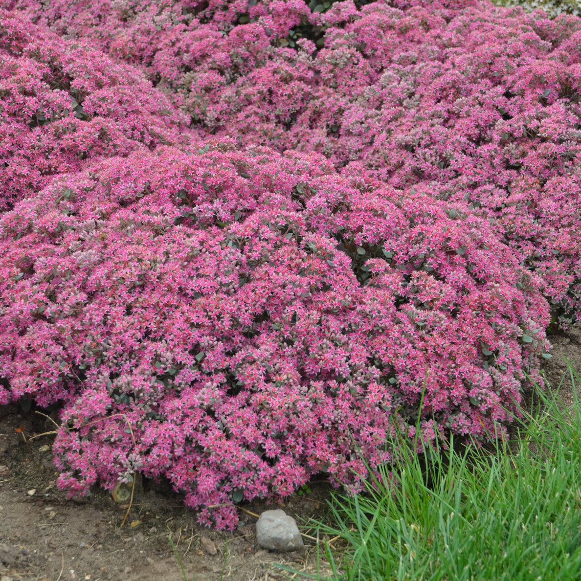 Sedum hybrid Rock 'N Grow® Popstar
