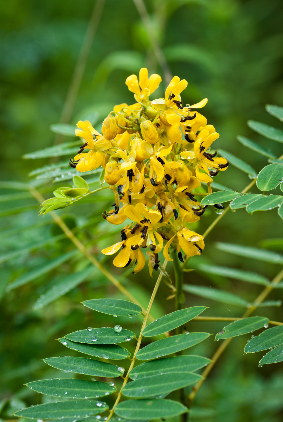 Wild Senna – Green Promise Farms