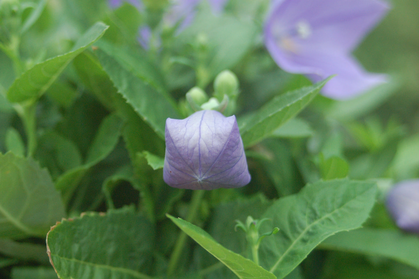 Sentimental Blue Balloon Flower bud