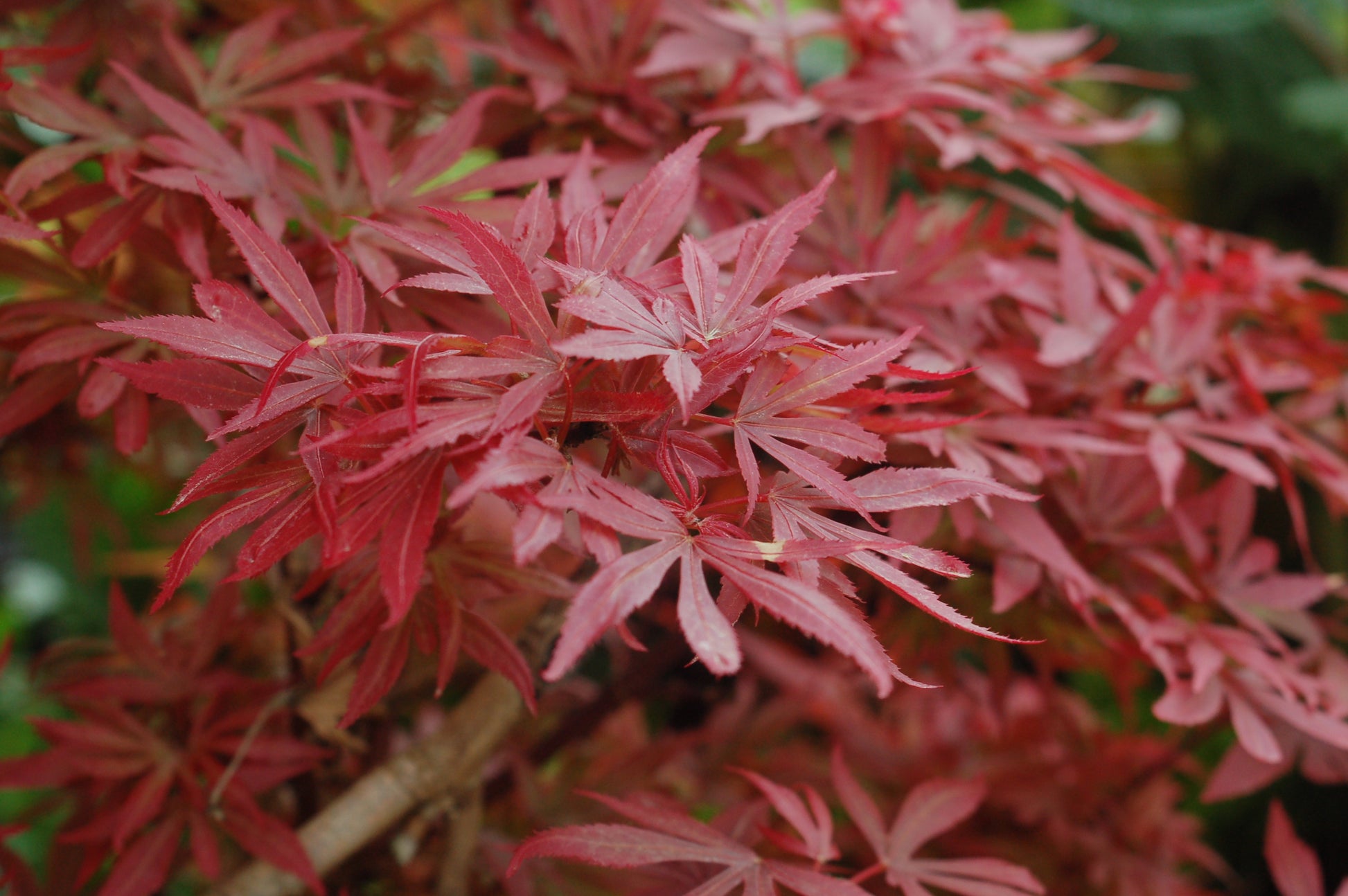 Shaina Japanese Maple red foliage close up