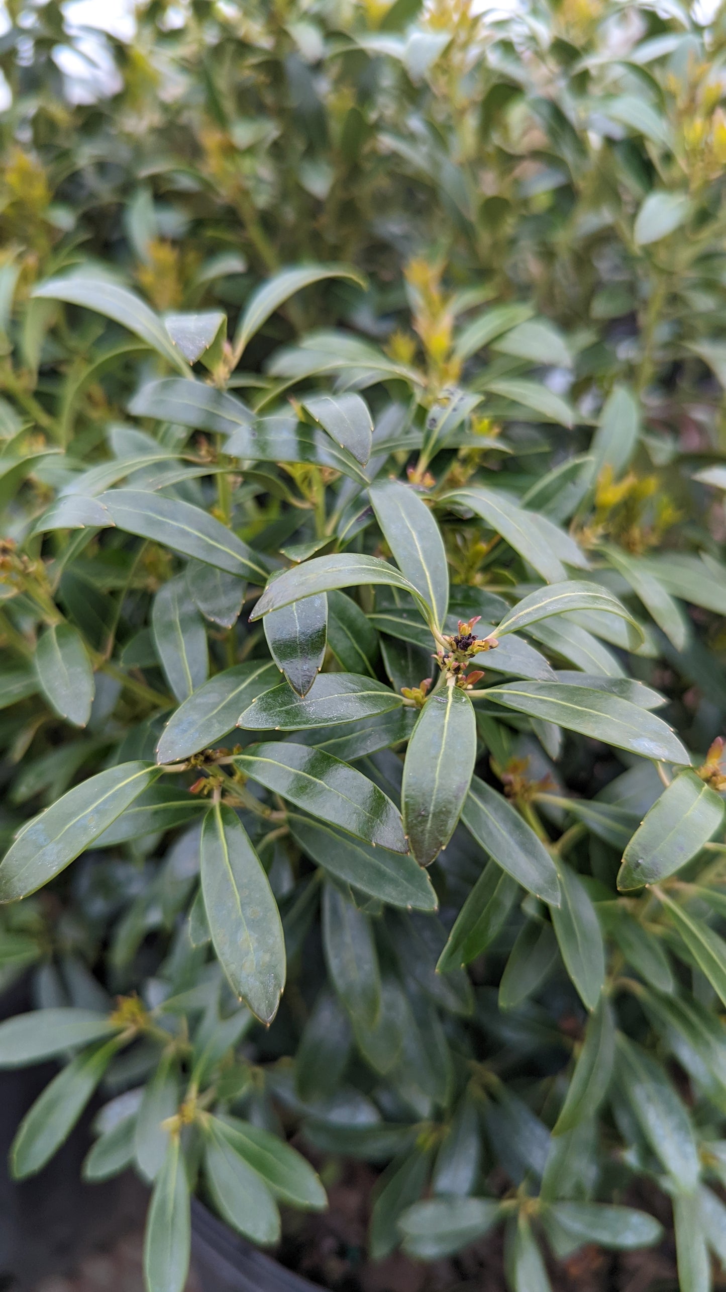 Shamrock Inkberry growing in pot