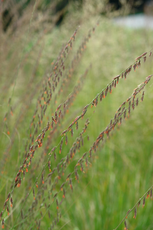 Side Oats Gramma flower close up