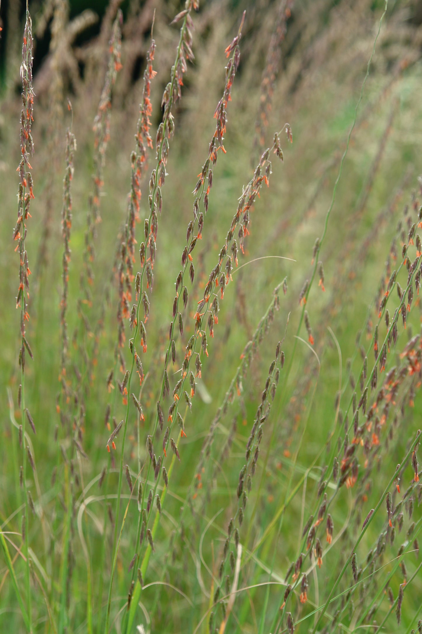 Side Oats Gramma flowering close up