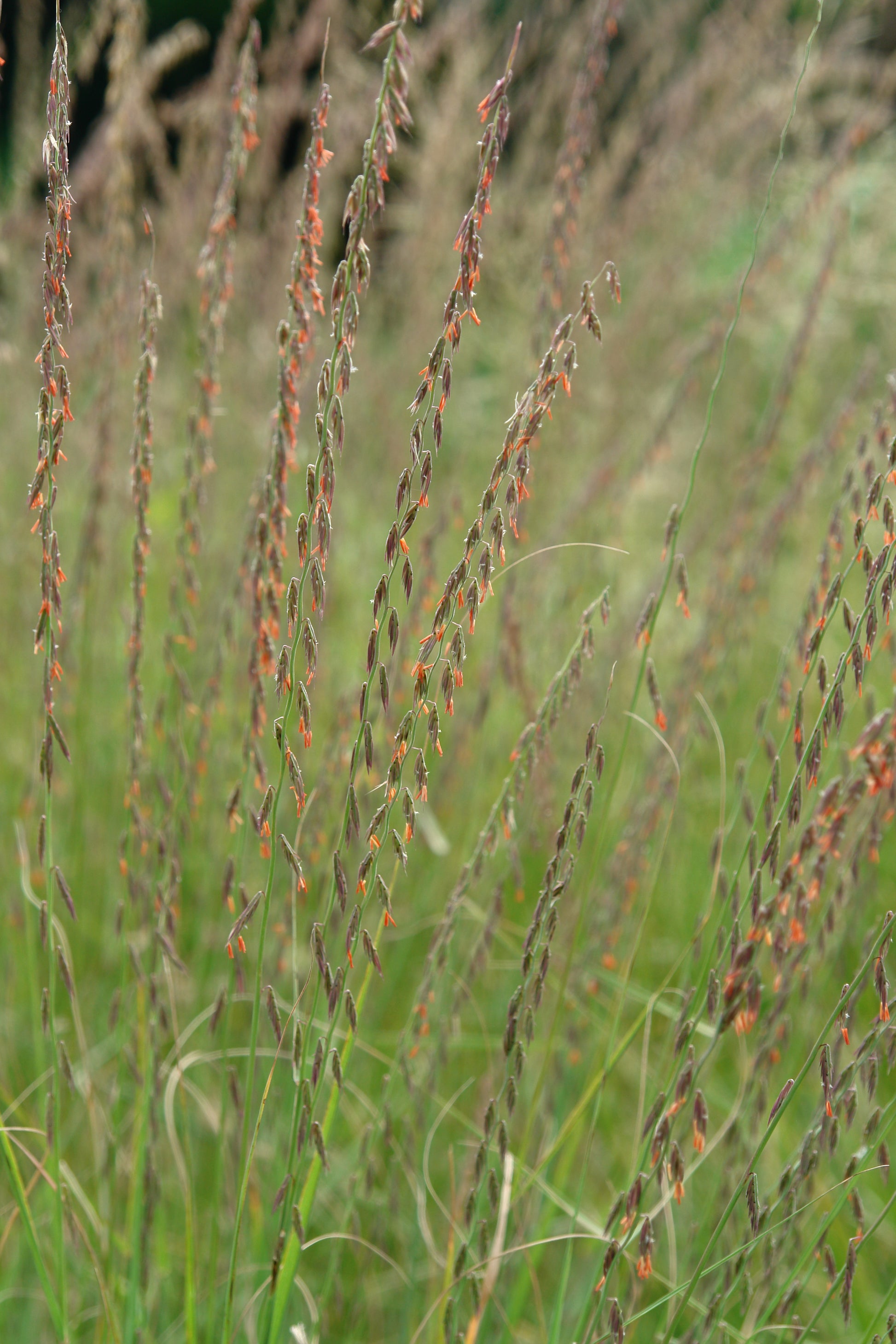 Side Oats Gramma flowering close up