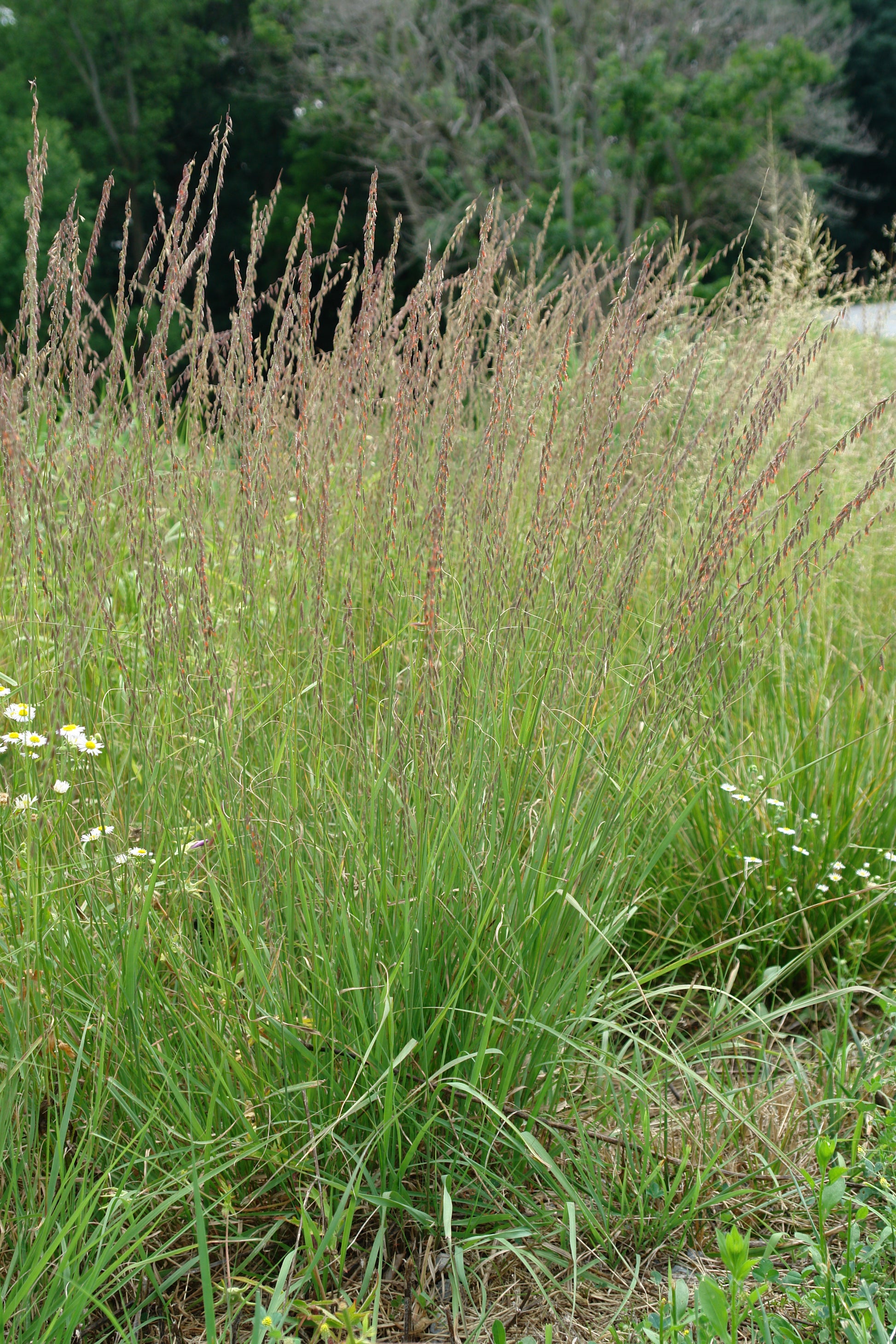 Side Oats Gramma flowering in the landscape
