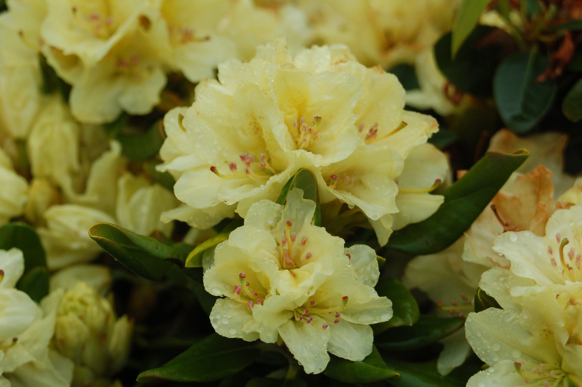 Side angle of Capistrano Rhododendron yellow blossoms
