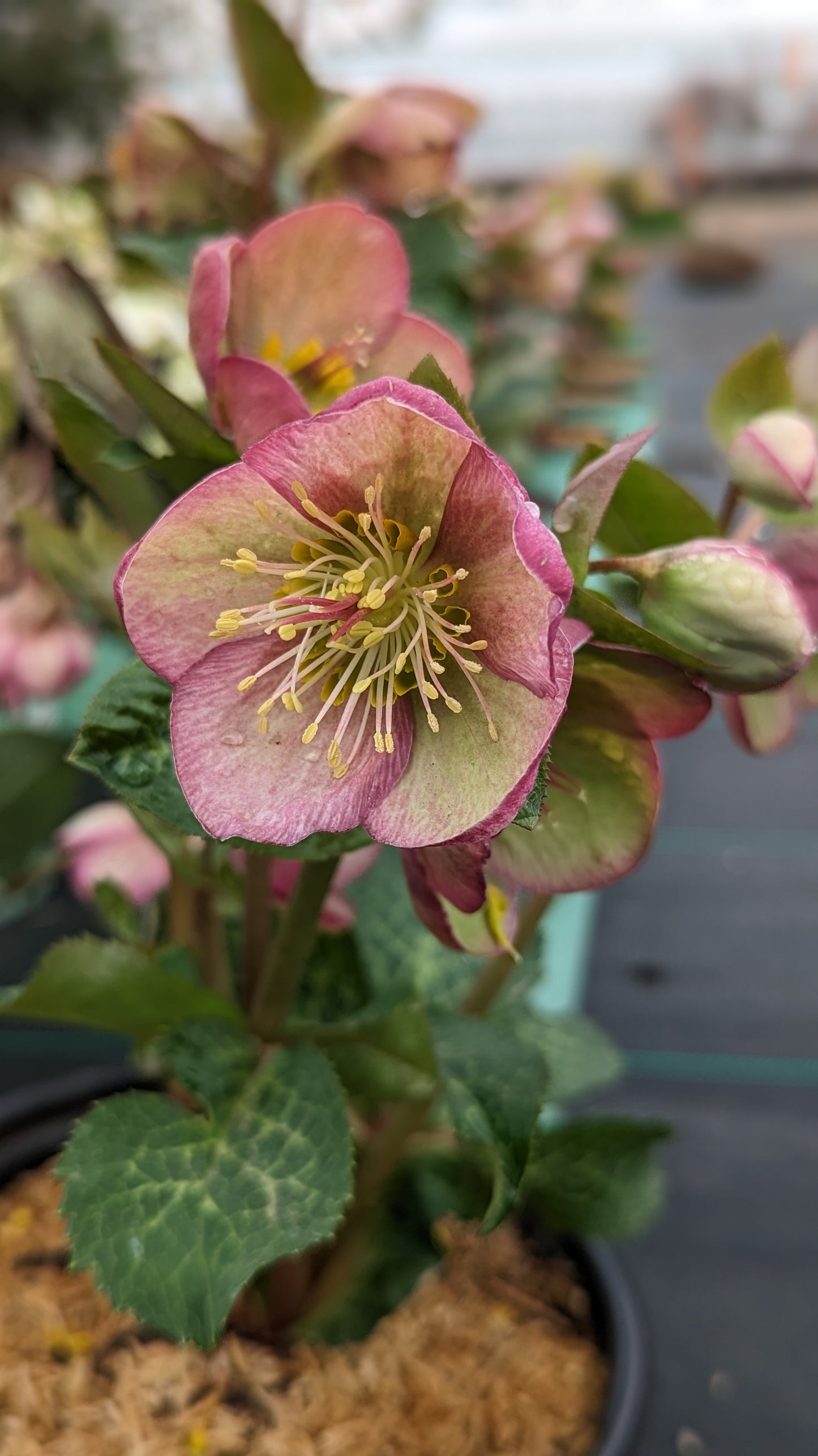 Side angle of Pennys Pink Lenten rose plant highlighting both flowers and textured green leaves in nursery pot