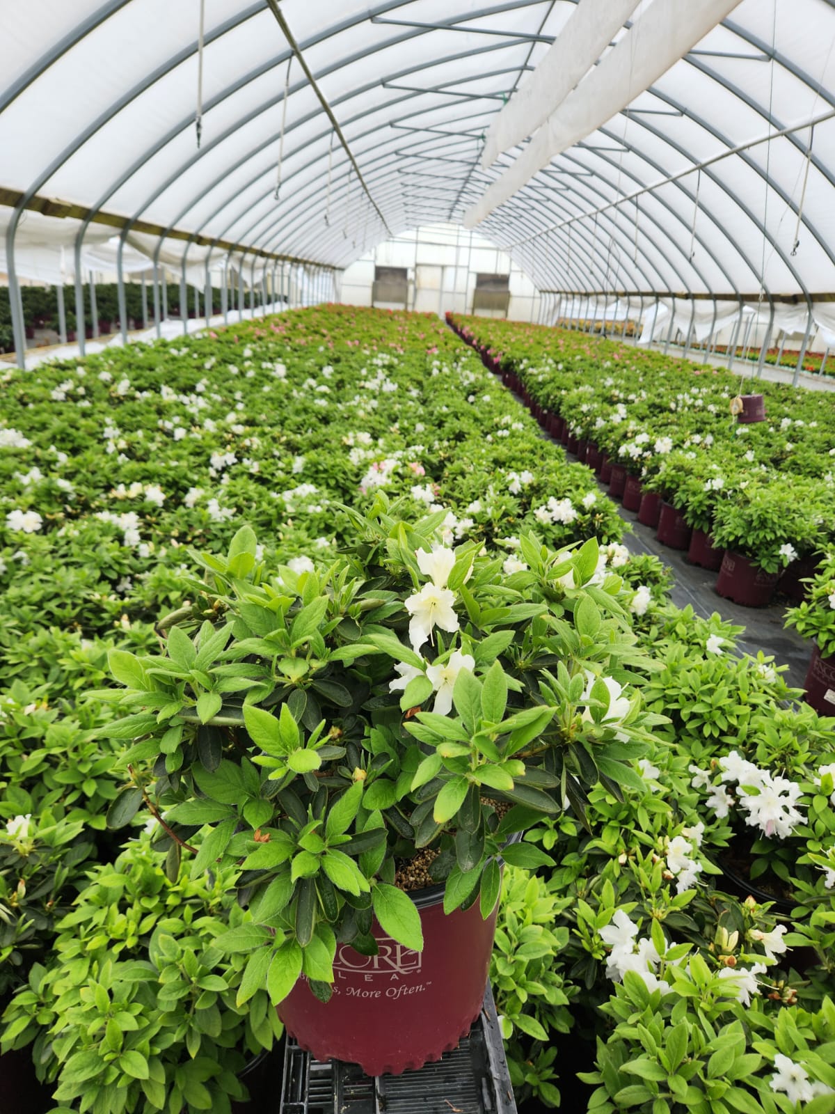 Side angle of reblooming azalea shrub showing flowers