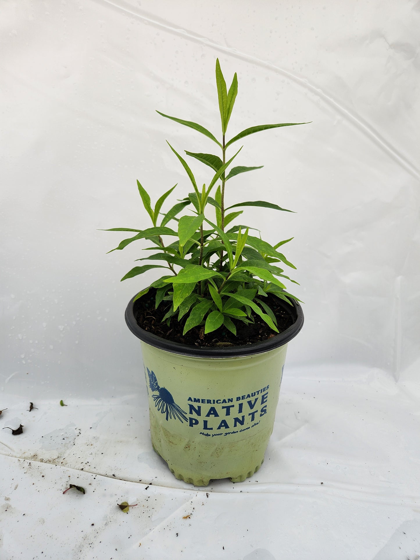 Side view of Jeana Garden Phlox in container
