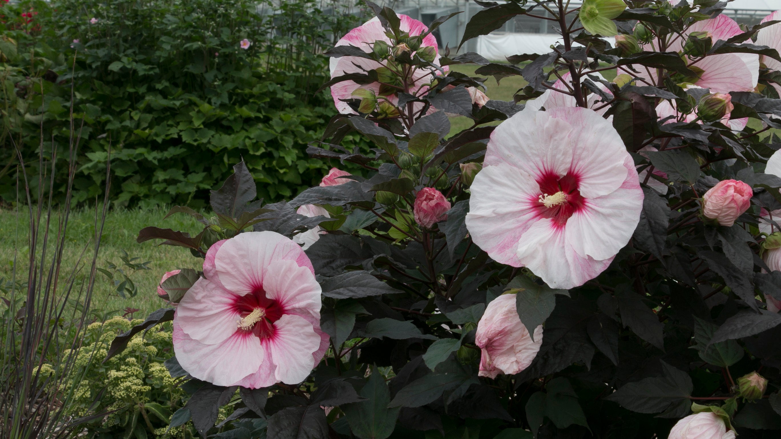 Summerific® Perfect Storm Rose Mallo – Green Promise Farms