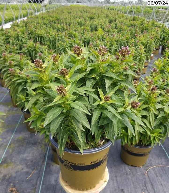Side view of potted Volcano Ruby phlox plant