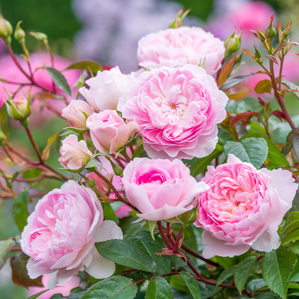 Silas Marner® English Shrub Rose flower close up