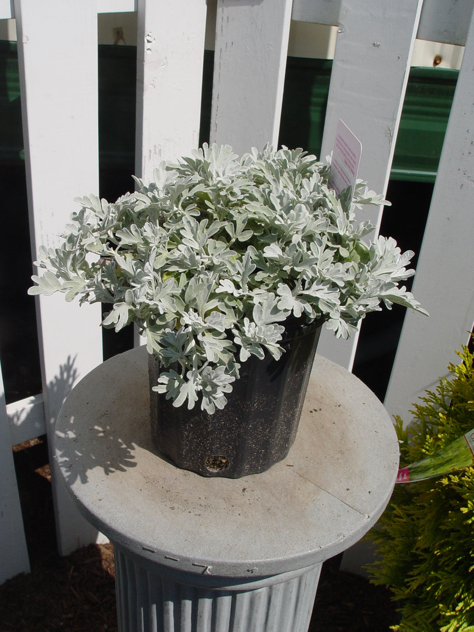 Silver Brocade Artemesia in outdoor settings