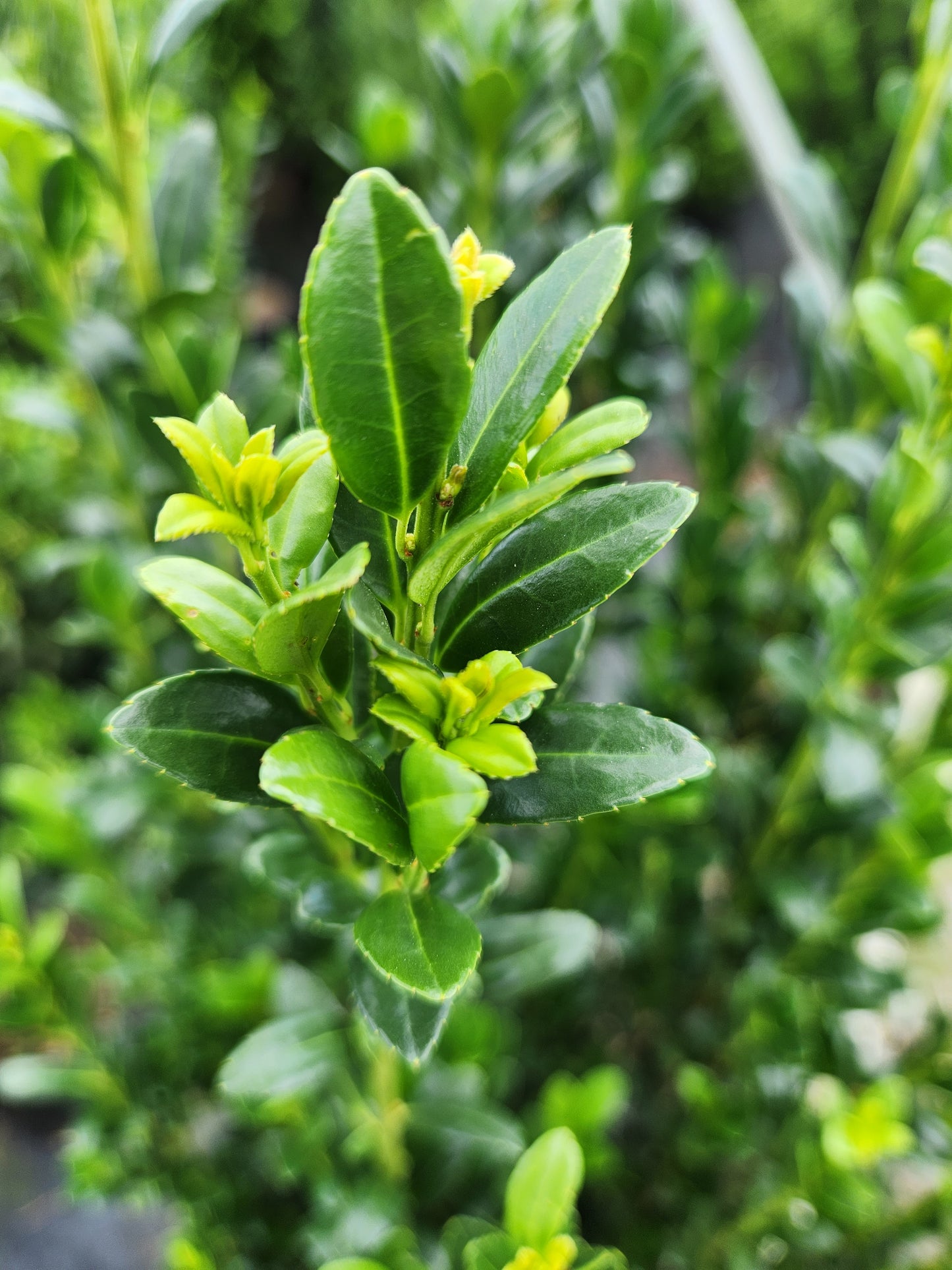 Sky Pencil Japanese Holly foliage close up